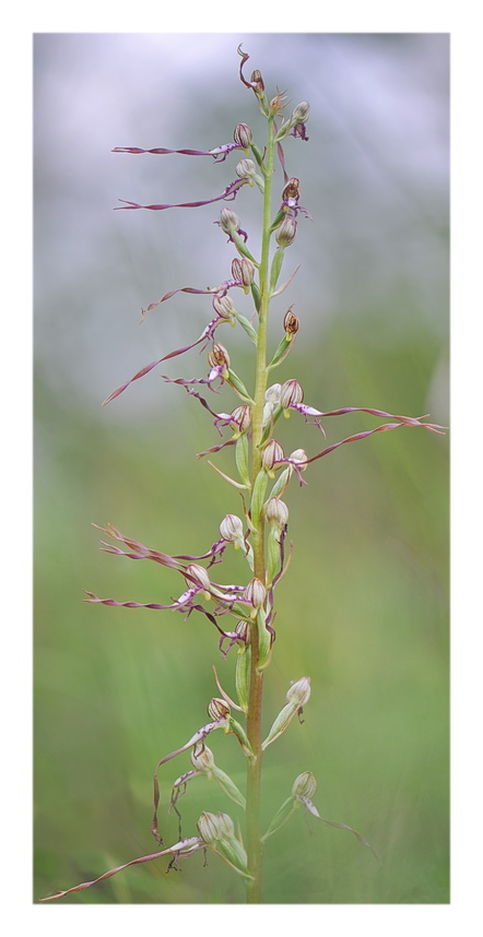 Orchidee Venete 2018 - 5