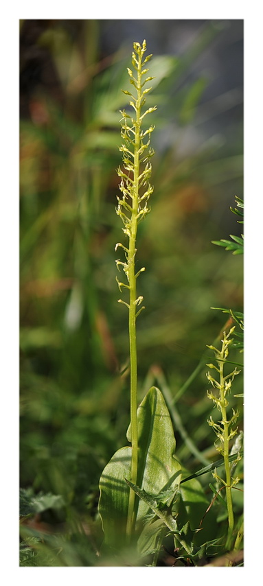 Orchidee Venete 2018 - 6