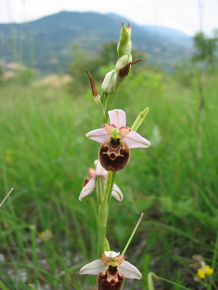 Ophrys apifera?