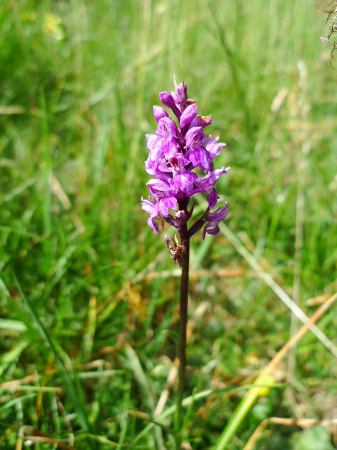 Dactylorhiza fuchsii?