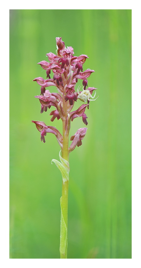 Orchidee Venete 2019 - 1