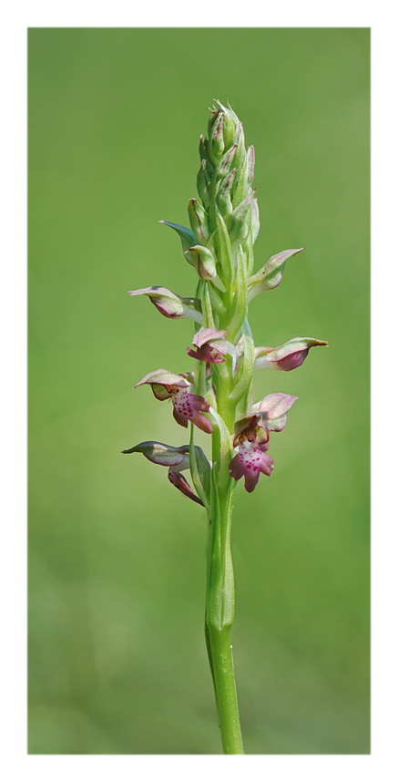 Orchidee Venete 2019 - 1