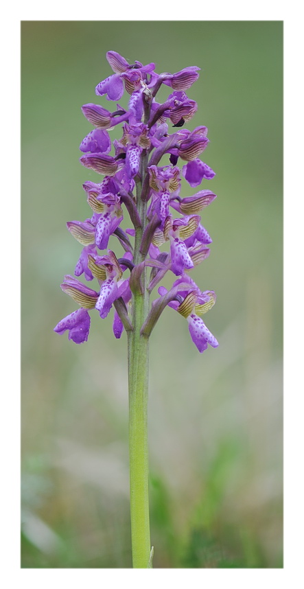 Orchidee Venete 2019 - 1