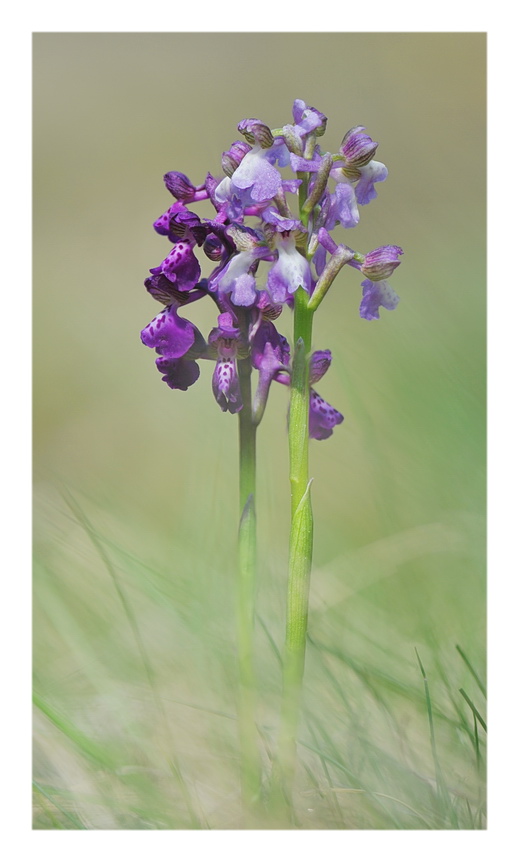 Orchidee Venete 2019 - 1