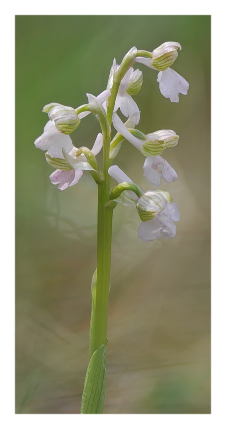 Orchidee Venete 2019 - 1