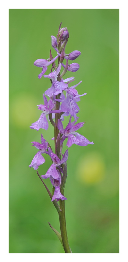 Orchidee Venete 2019 - 1