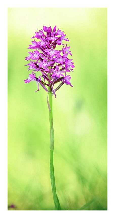 Orchidee Venete 2019 - 1