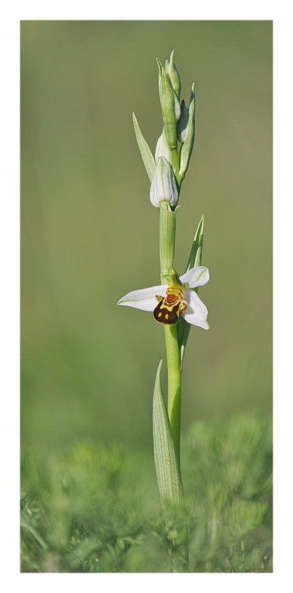 Orchidee Venete 2019 - 8