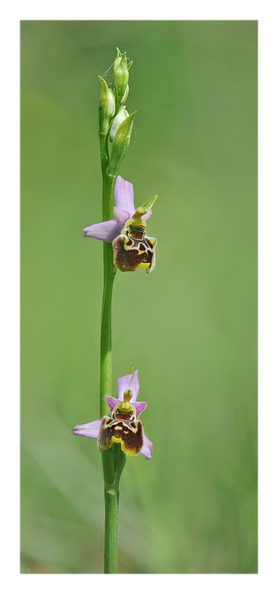 Orchidee Venete 2019 - 8
