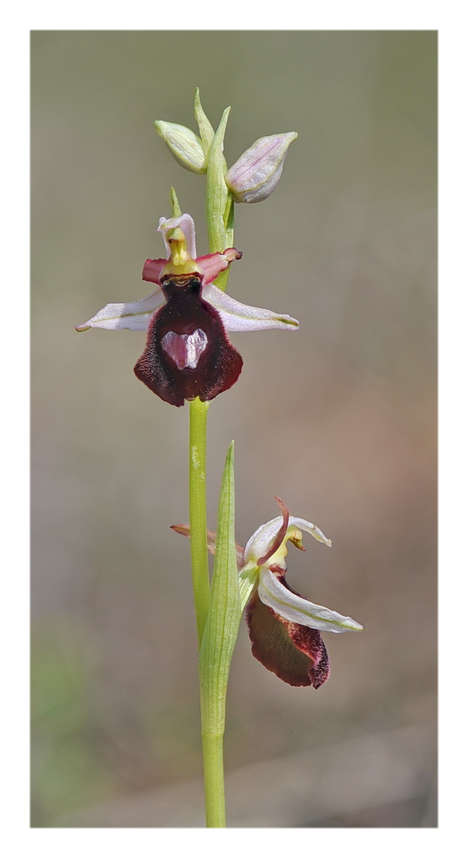 Orchidee Venete 2019 - 9