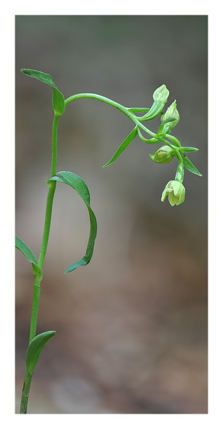 Orchidee Venete 2019 - 4