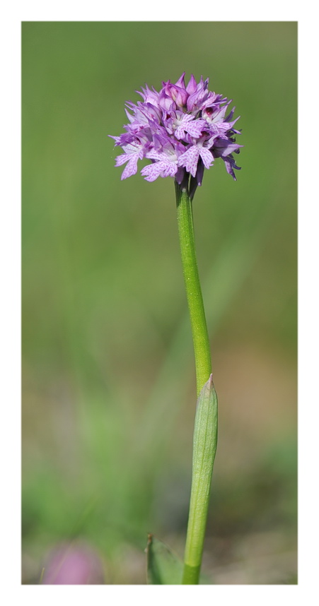 Orchidee Venete 2019 - 6