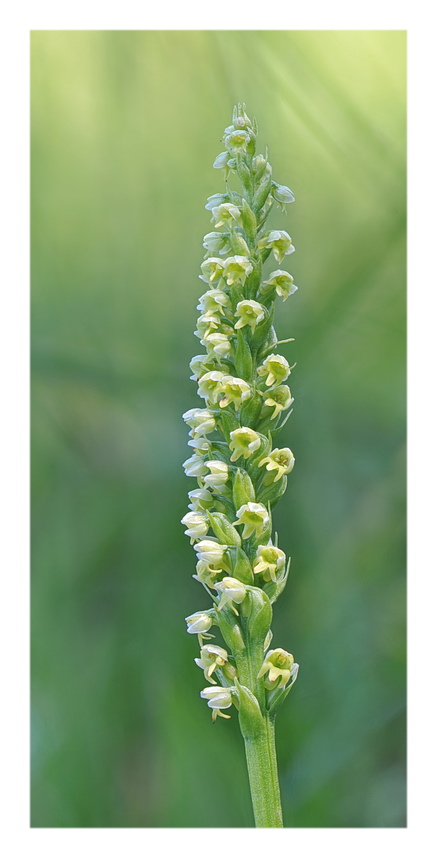 Pseuditella micrantha e poco altro