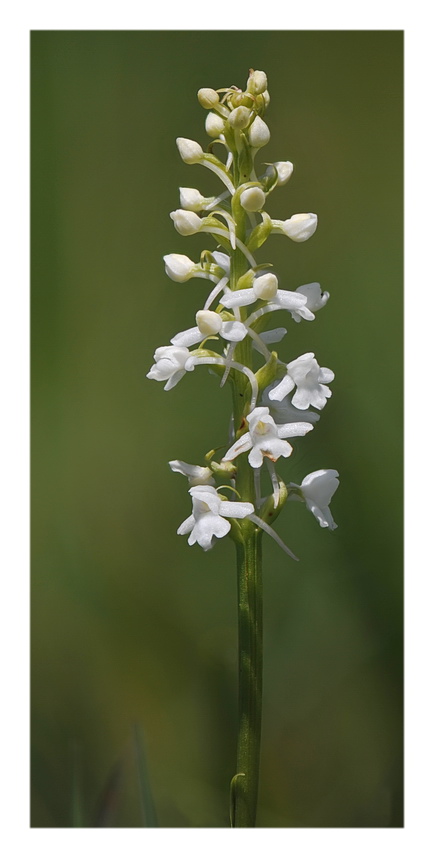 Pseuditella micrantha e poco altro