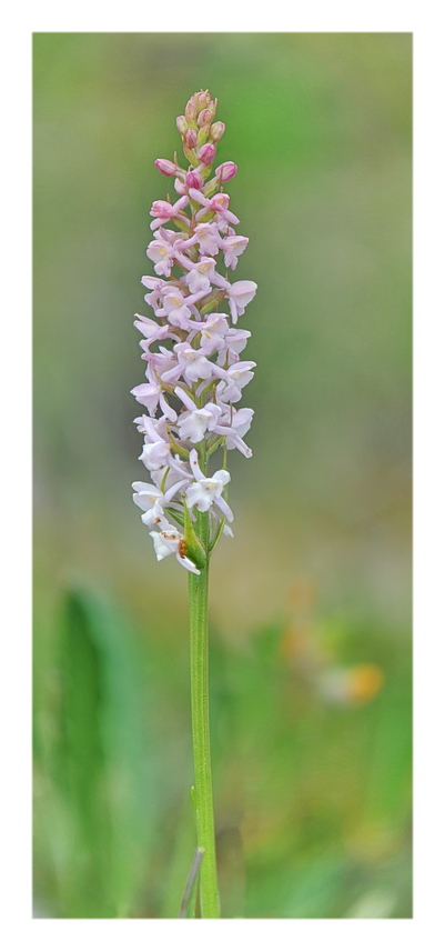 Pseuditella micrantha e poco altro