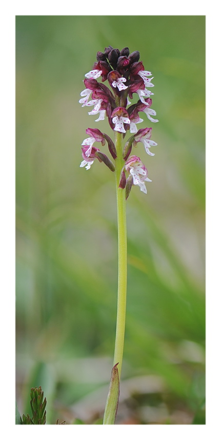 Pseuditella micrantha e poco altro