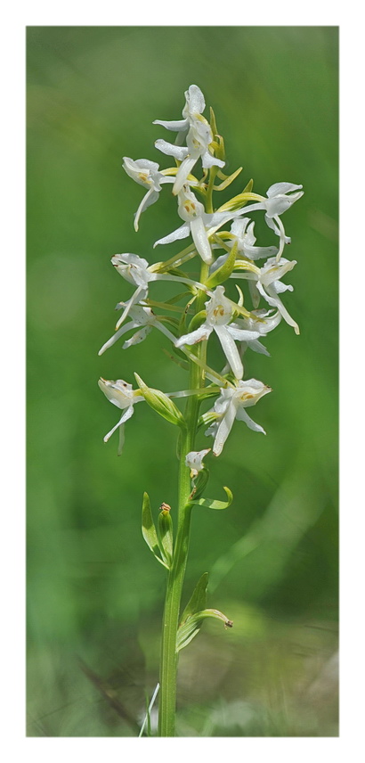 Pseuditella micrantha e poco altro