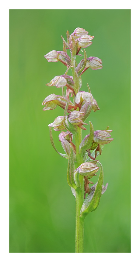 Pseuditella micrantha e poco altro