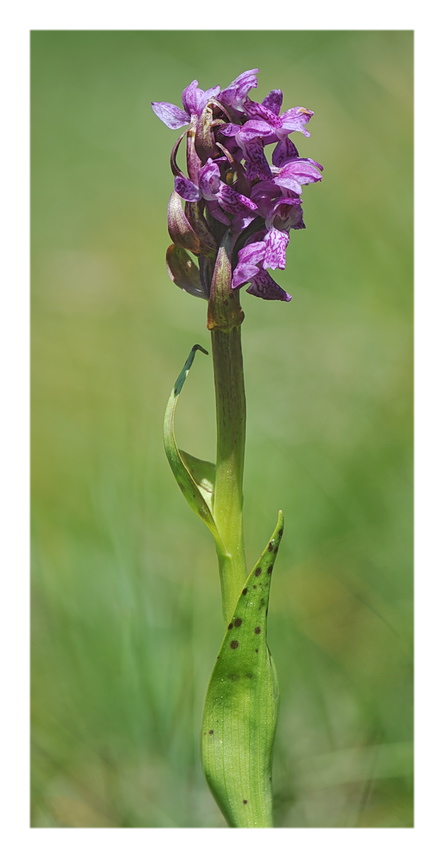 Pseuditella micrantha e poco altro