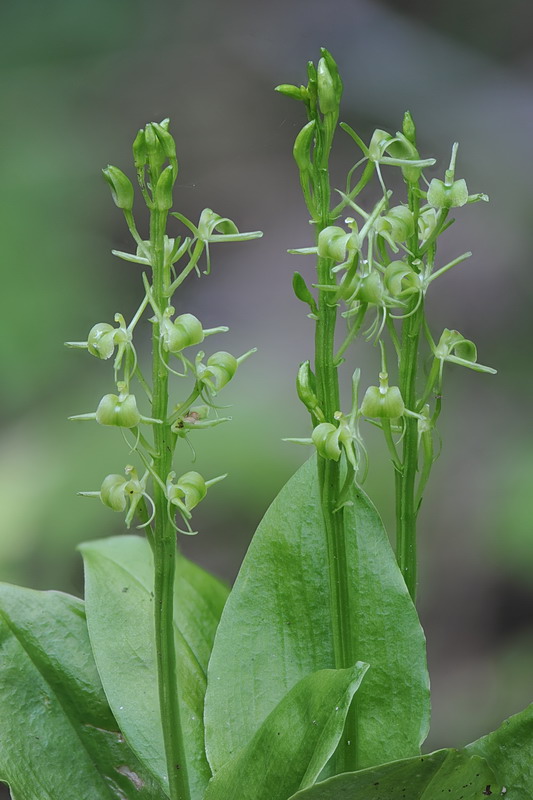 Liparis loeselii