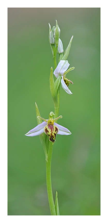 Orchidee Venete 2021 - 8