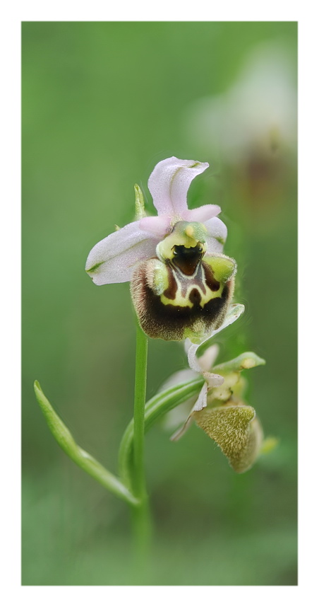 Orchidee Venete 2021 - 8