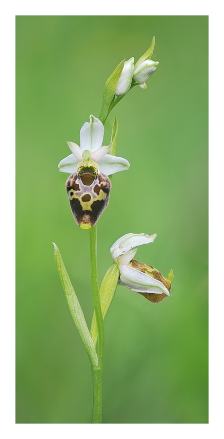 Orchidee Venete 2021 - 8