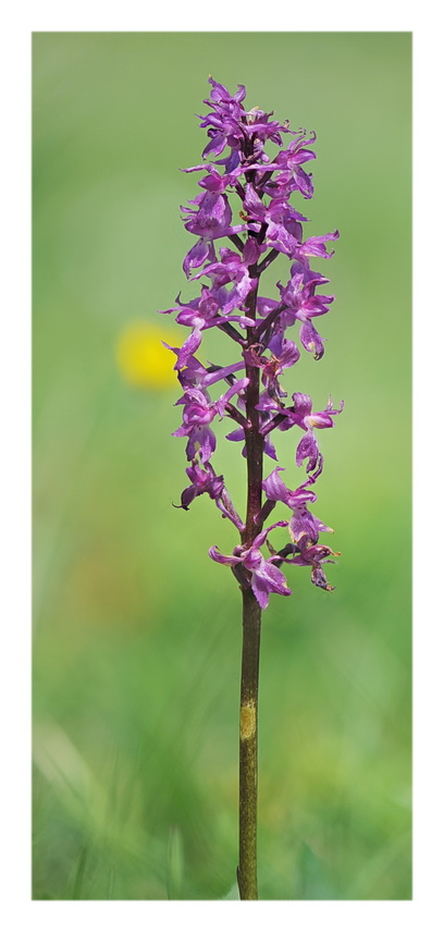 Orchidee Venete 2021 - 10