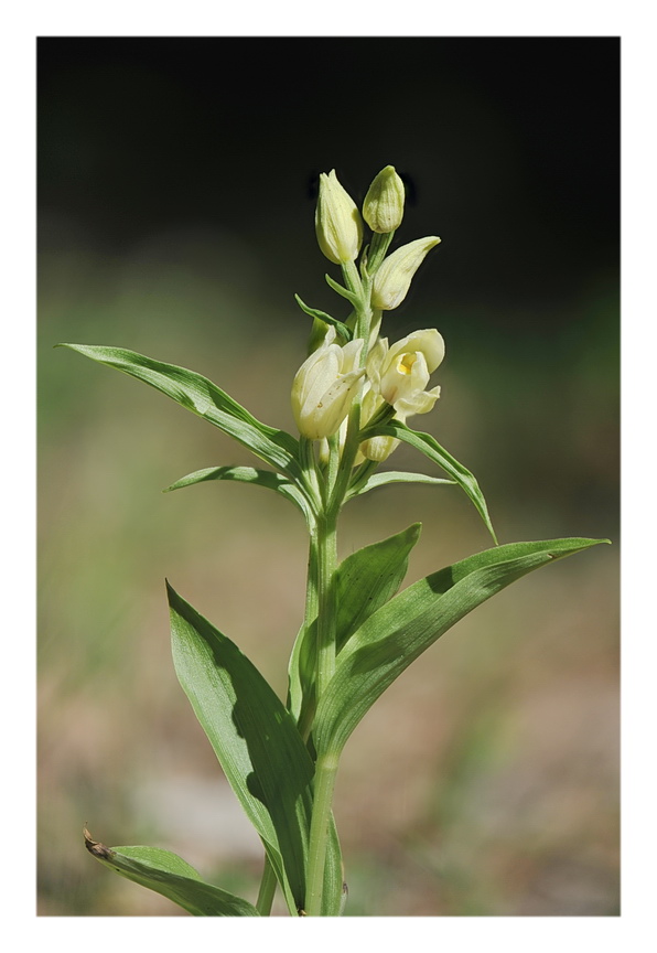 Orchidee Venete 2021 - 2