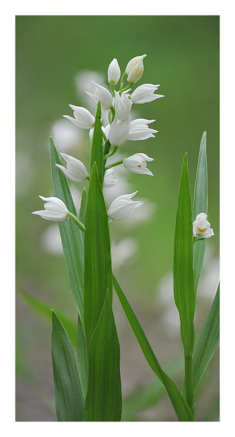Orchidee Venete 2021 - 2
