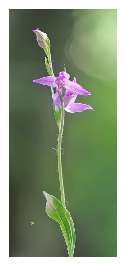Orchidee Venete 2021 - 2
