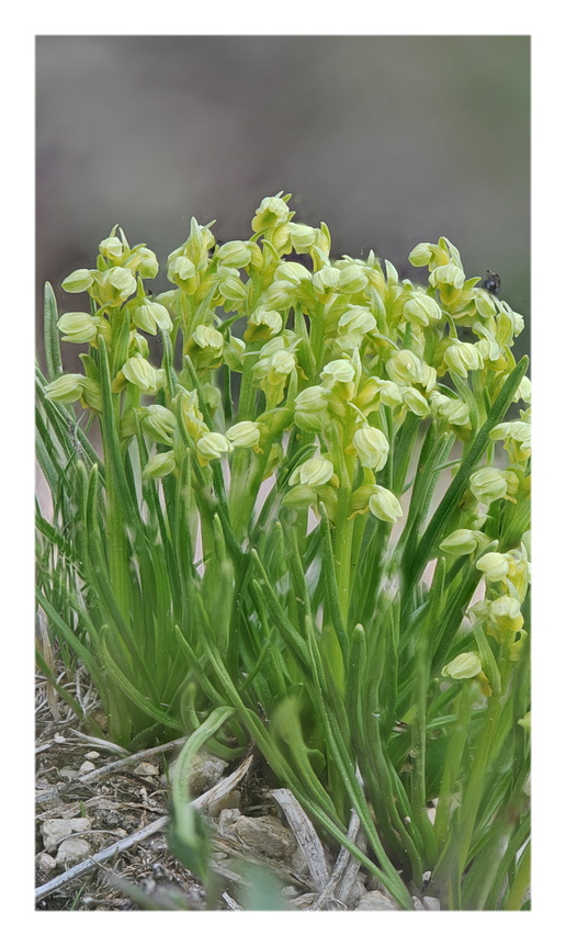 Orchidee Venete 2021 - 2