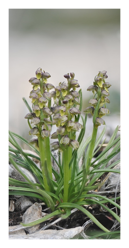 Orchidee Venete 2021 - 2