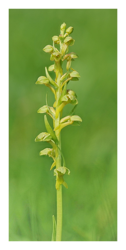 Orchidee Venete 2021 - 2
