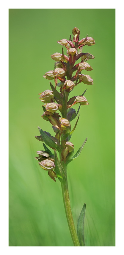Orchidee Venete 2021 - 2