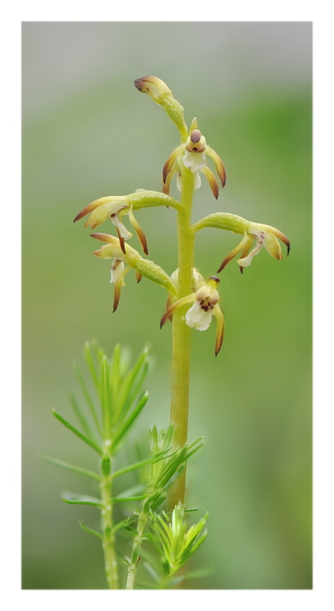 Orchidee Venete 2021 - 2