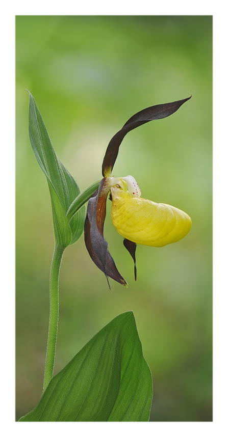 Orchidee Venete 2021 - 2