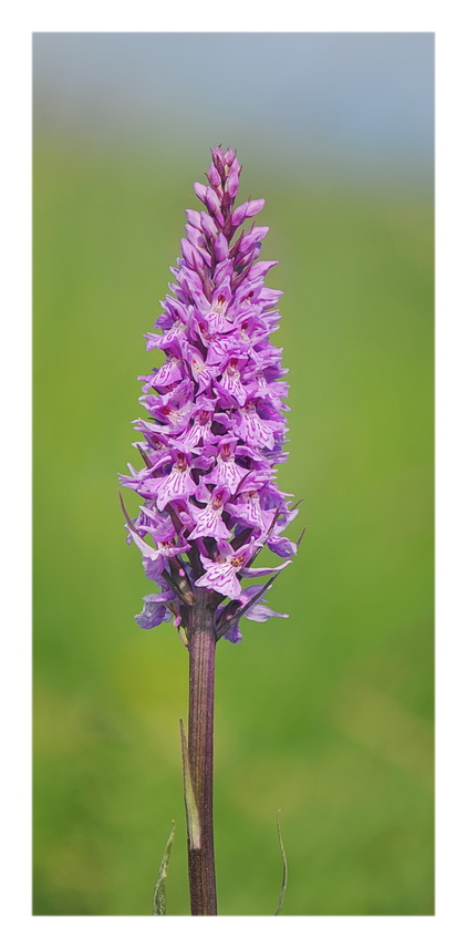 Orchidee Venete 2021 - 3