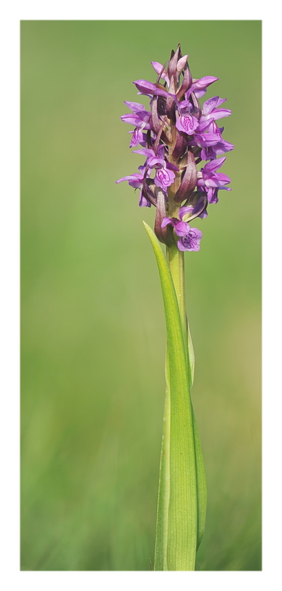 Orchidee Venete 2021 - 3