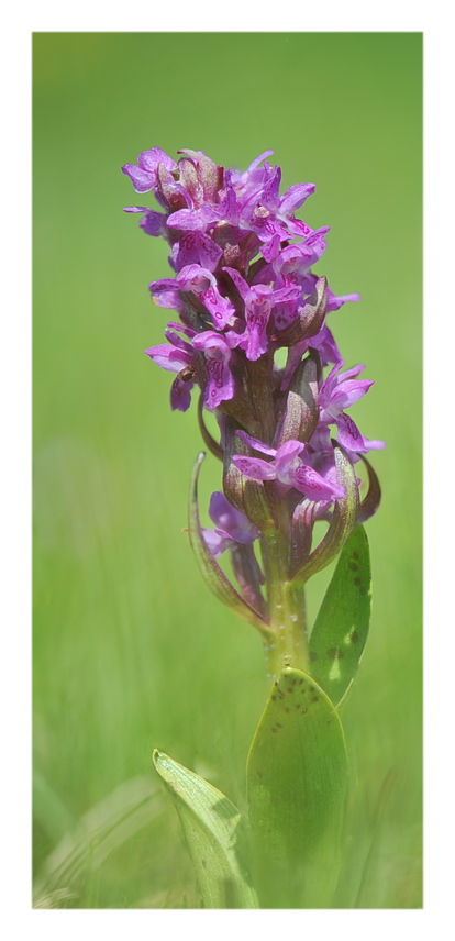 Orchidee Venete 2021 - 3