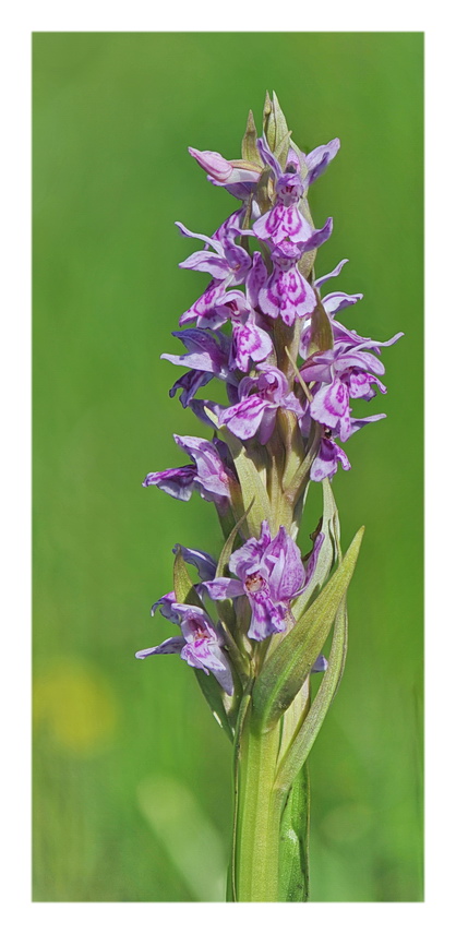 Orchidee Venete 2021 - 3