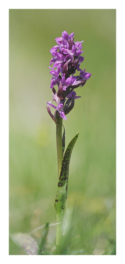 Orchidee Venete 2021 - 3