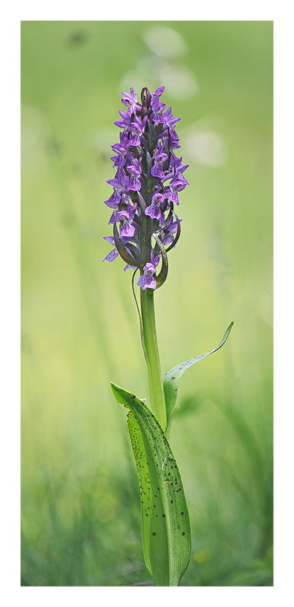 Orchidee Venete 2021 - 3