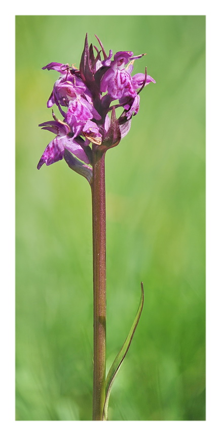 Orchidee Venete 2021 - 3