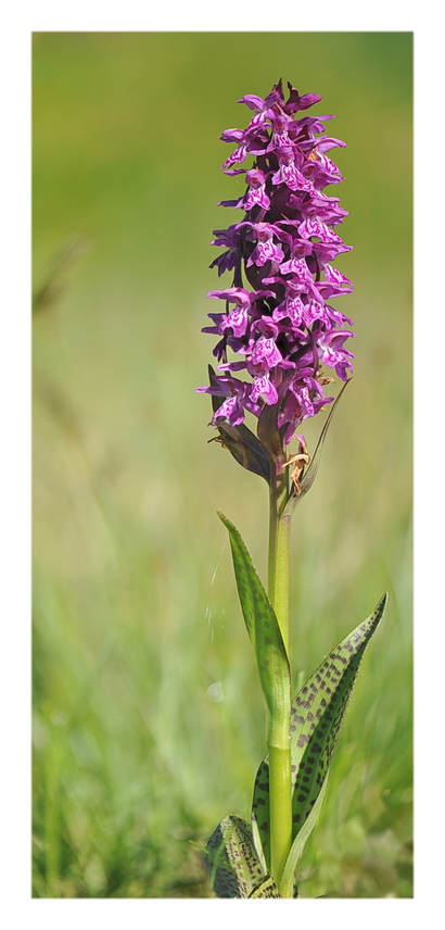 Orchidee Venete 2021 - 3
