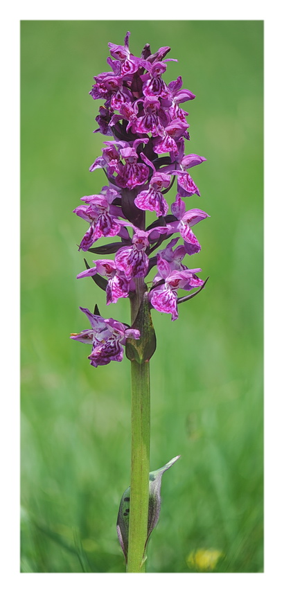 Orchidee Venete 2021 - 3