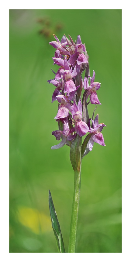 Orchidee Venete 2021 - 3