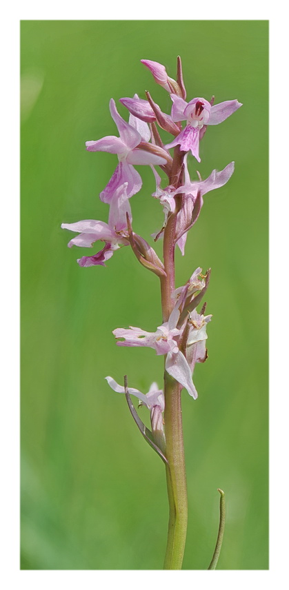 Orchidee Venete 2021 - 3