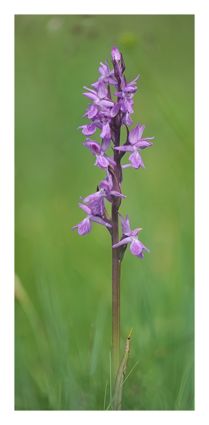 Orchidee Venete 2021 - 3