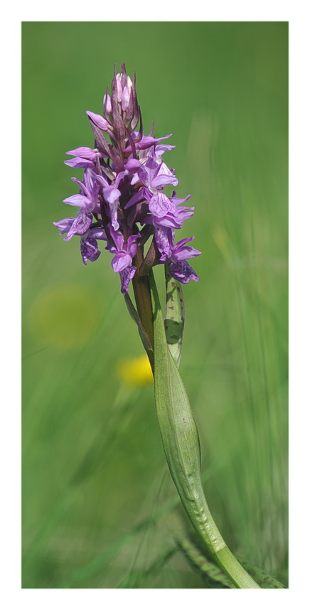 Orchidee Venete 2021 - 3